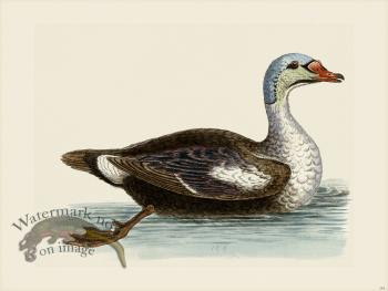 Edwards 154 Grey beaded Duck